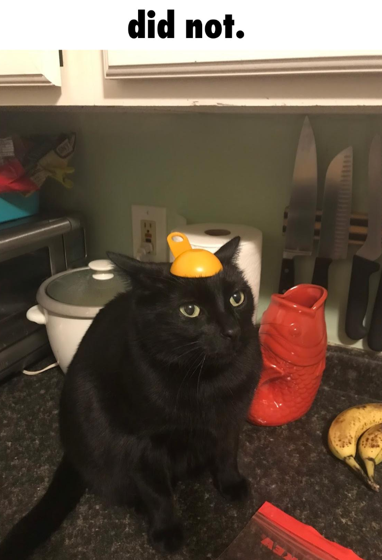 black cat with an orange plastic tablespoon upsidedown on his head like a backwards baseball cap. the cat looks disatisfied. captioned 'did not'