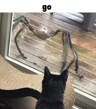cat looking out the window at a spindly halloween spider, captioned 'go'