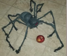 scruffy black halloween spider with twindly legs posing in front of an apple.